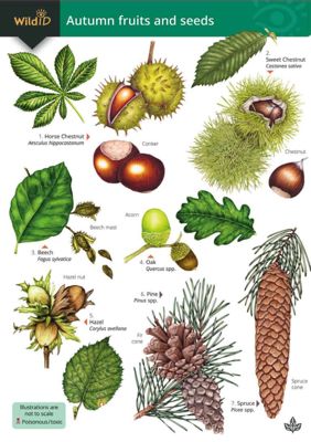 Field Guides & Books